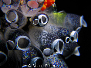 Sea squirt , taken at Wakatobi with Canon S70 an UCL165 by Beate Seiler 